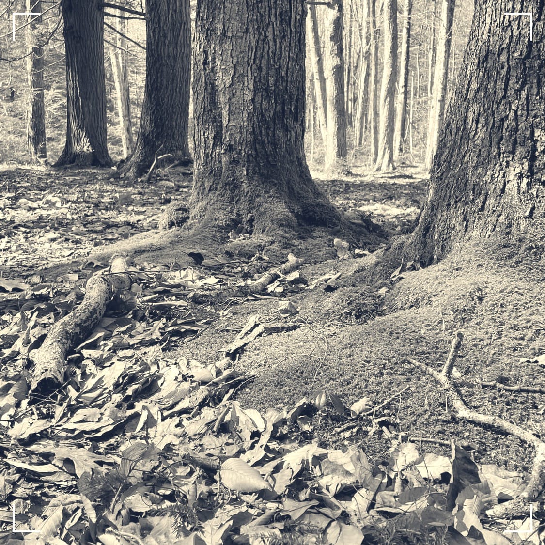 Leaves covering the ground with mossy tree trunks emerging from the landscape.